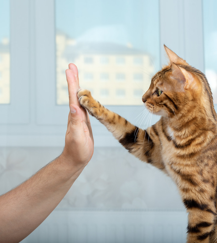 Cat Behaviour & Training Products